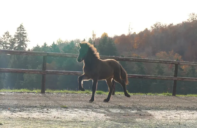 Hannibal vom Recherbusch wurde bekam die höchste Bewertung mit der Gesamtnote 8,33 und ist somit Deutschlands bestes Islandfohlen.  | Foto: Dagmar Scholl/Veybachhof