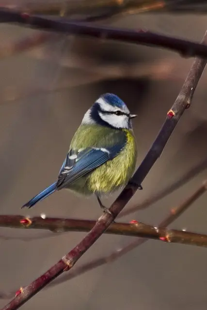 Die Blaumeise ist eine der vielen Arten, die den Winter über in der Eifel verbringen. | Foto: Günter Lessenich