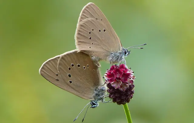 Zwei seltene Dunkle Wiesenknopf-Ameisenbläulinge auf der Blüte des Großen Wiesenknopfs bei Morsbach.  | Foto: Christoph Buchen
