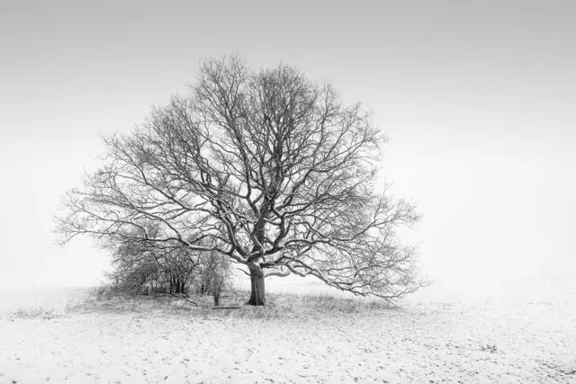 Platz 2: Schwarz-Weiß-Aufnahme eines einzelnen Baumes mit ruhiger Bildkomposition und winterlicher Stimmung. | Foto: Ferdi Groß