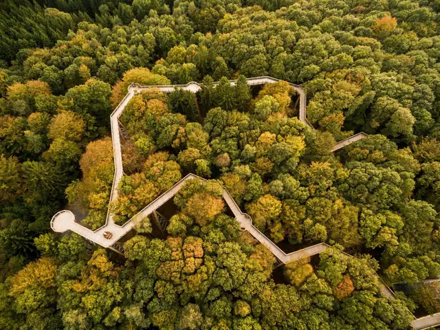 Der 1.635 Meter lange Baumwipfelpfad gehört zu den Höhepunkten eines Besuchs in Panarbora. | Foto: Dominik Kerz/Panarbora