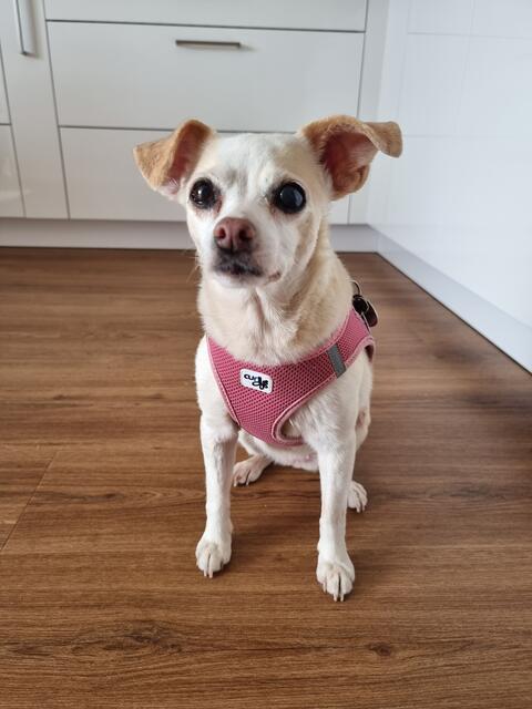 Mila: Die rüstige ‚Mila‘ ist immerhin schon 15 Jahre alt und immer noch fester Bestandteil ihres Büroteams. „Bisher hat sich jeder über ihre Anwesenheit gefreut. Sie verbreitet immer gute Laune“, schreibt uns Frauchen Julia Waldner.  | Foto: Julia Waldner