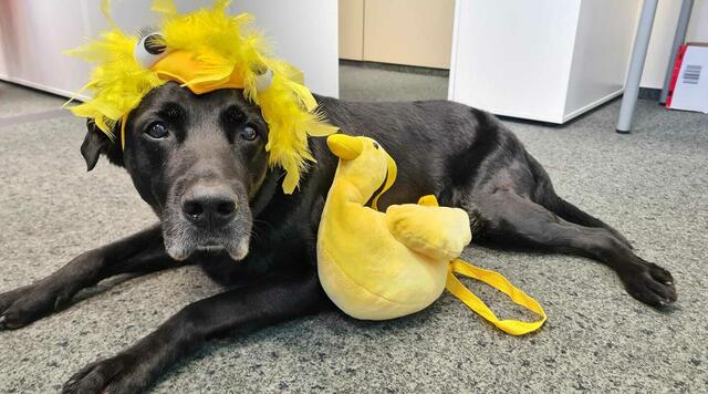 Chico und Pascha:... und ‚Pascha‘ vom IT-Team Netable werden auf der Homepage ihrer Unternehmen sogar offiziell als Mitarbeiter aufgeführt. | Foto: netable