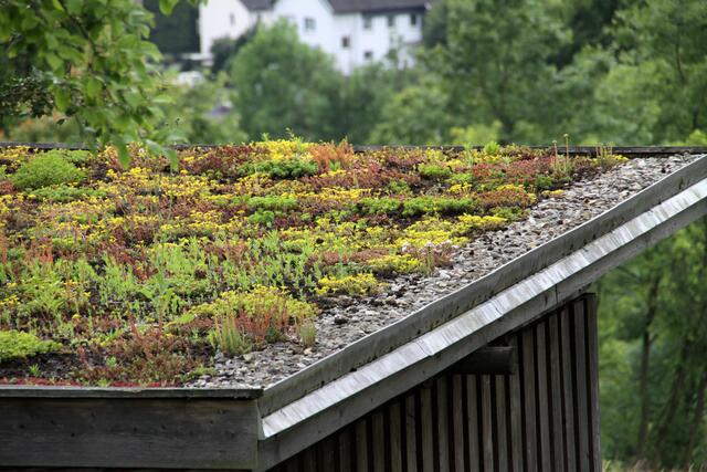 Die Stadt gibt unter anderem einen Zuschuss zur Dach- und Fassadenbegrünung. | Foto: Martina Berg/stock.adobe.com