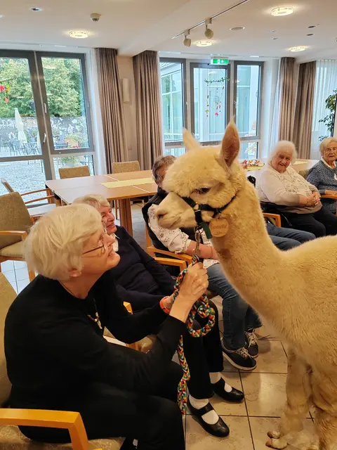 Große Freude beim Wiedersehen: Bewohnerinnen des St. Adelheidis-Stifts in Bonn-Vilich begegnen Alpaka-Hengst Gwendal mit sichtbarer Begeisterung.  | Foto: Privat
