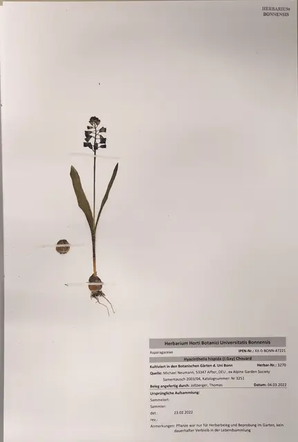 Exponat der Ausstellung „NEU!“: Ein Herbarbeleg, Teil der Dokumentation eines Forschungsprojekts der Botanischen Gärten im Herbarium.  | Foto: Abbildung: Tim Böhnert