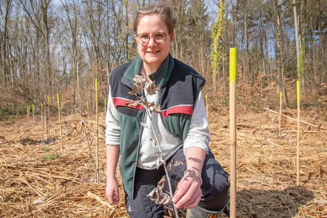 Stadtförsterin Angelika Dauermann mit einer frisch gepflanzten Elsbeere: Die weiße Farbe ist ein ökologischer Schutz vor Wildverbiss auf Basis von Schaffett. Die grünen Markierungen neben den Baumsetzlingen dienen den Forstwirt*innen in den kommenden Jahren bei der Pflege der Flächen zur Orientierung.  | Foto: Sascha Engst/Bundesstadt Bonn