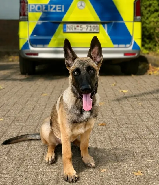 Schäferhund-Mix „Zelda“ soll bei der Polizei Euskirchen künftig als Rauschgifthündin eingesetzt werden.  | Foto: Pressestelle Polizei Euskirchen