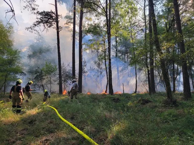 Anfang dieser Woche hat es im östlichen Kermeter im Nationalpark Eifel gebrannt, mutmaßlich durch ein illegales Lagerfeuer verursacht. Ein Großaufgebot von 150 Einsatzkräften umliegender Feuerwehren konnten den zirka 1,6 Hektar großen Brand löschen. Die aktuelle Situation im Nationalparkwald bleibt wie in allen Wäldern brandgefährlich: Alle Nationalpark-Gäste sollten unter keinen Umständen rauchen oder ein Feuer anmachen. Ein Funke genügt.  | Foto: Nationalparkverwaltung Eifel/V.Möller