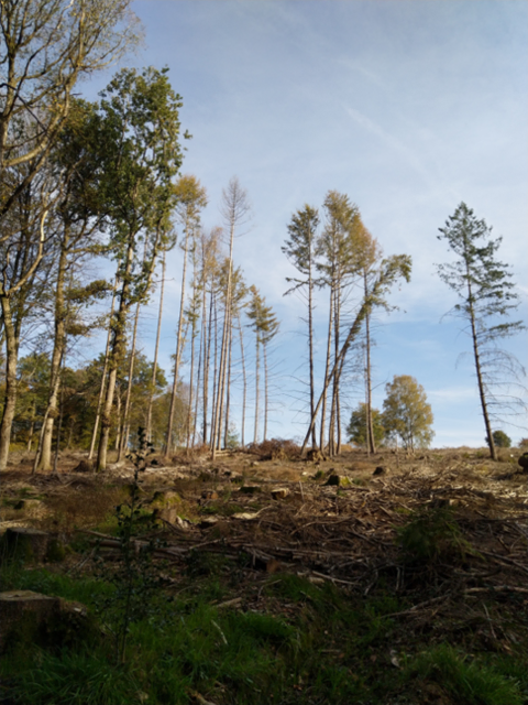Wiederaufforstung dringend erforderlich.  | Foto: © Gemeinde Nümbrecht