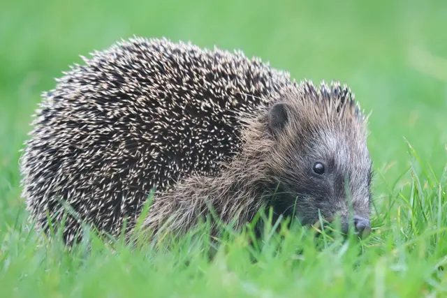 Jede Igelsichtung hilft dabei, mehr über die Verbreitung der Tiere im Oberbergischen Kreis zu erfahren. | Foto: Tatjana Greßler