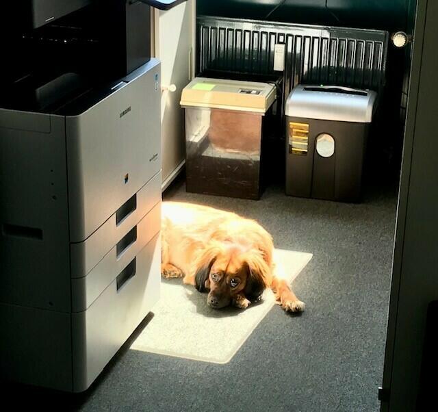 Murphy: Bürohund ‚Murphy‘ ist ein reinrassiges Überraschungsei. „Da ist gefühlt alles drin“, schreibt Saskia Pattberg. Der sechsjährige Mischling sei neugierig, gesellig, freundlich und schlau. „Er kennt wirklich jede Schublade, die Leckerchen bereithält“. Im Büro sucht er sich gerne ein sonniges Plätzchen am Fenster. „Er sorgt in unserem Büro für Abwechslung, Freude und Spaß, wird von allen Kolleginnen und Kollegin liebevoll umsorgt und freut sich jeden Morgen, wenn die Bürotür aufgeschlossen wird und er seine Freunde begrüßen kann“, schreibt uns seine Besitzerin. | Foto: Saskia Pattberg