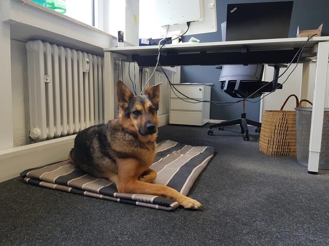 Ella und Greca: „Das ist ‚Ella‘ (oben) unser Bürohund. Sie ist sehr verspielt, doch im Büro schläft sie meistens. Alle verstehen sich gut mit ihr und freuen sich wenn sie da ist. Wenn sie gerade mal nicht schläft...
 | Foto: PIE five