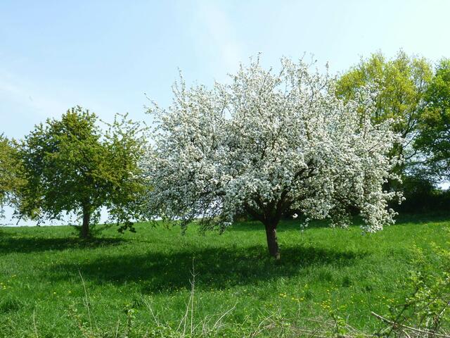 Eine Obstwiese in Blüte.                                                                                      | Foto: Biologische Station Oberberg