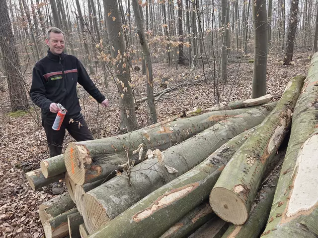 Frank Mayer - hier beim Kennzeichnen eines Polders - zeigte sich mit dem Ablauf der Waldpflegemaßnahmen zufrieden. | Foto: Düster