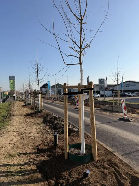 Insgesamt 68 Feldahornbäume wurden auf der Römerallee gepflanzt. | Foto: Stadt Zülpich/Torsten Beulen