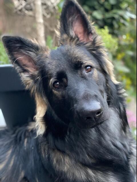 Gin Deluxe von Camelot: ‚Gin Deluxe von Camelot‘ ist Beruhigungsmanager in der Firma seines Herrchens. Der zehn Monate alte Altdeutsche Schäferhund ist, nach Aussage seines Herrchens, „ein gaaaaaaaanz ruhiger Vertreter“. Aber es fehlt ihm anscheinend nicht an Selbstbewusstsein, denn er lässt über sich schreiben: „Meine Vorzüge sind offensichtlich – ich vermittle Ruhe und Ausgeglichenheit. Dieser Umstand führt dazu dass es im Büro zumeist ruhig und entspannt zugeht. Auch an Besprechungen durfte ich schon teilnehmen und wurde fleißig von allen gekrabbelt.“ | Foto: Valon