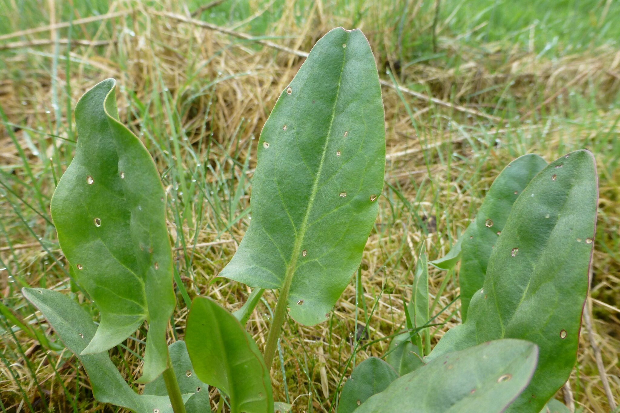 Kochen mit Wildkräutern: Termine fürs Kochen mit Wildkräutern - Rhein-Erft