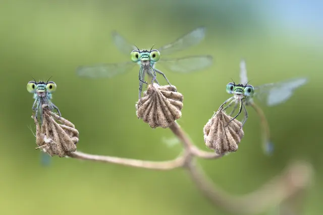 Kleinlibellen  | Foto: Alberto Ghizzi Panizza / Museum Koenig