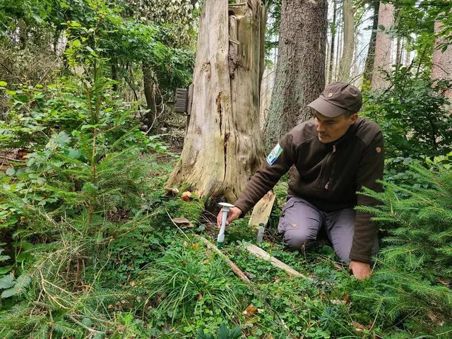Sönke Twietmeyer vom Fachgebiet Forschung und Dokumentation in der Nationalparkverwaltung war in der Nationalparkfläche unterwegs, um Mess- und Aufnahmestandorte für das KI-Projekt einheitlich einzurichten. | Foto: Nationalparkverwaltung Eifel/A. Simantke