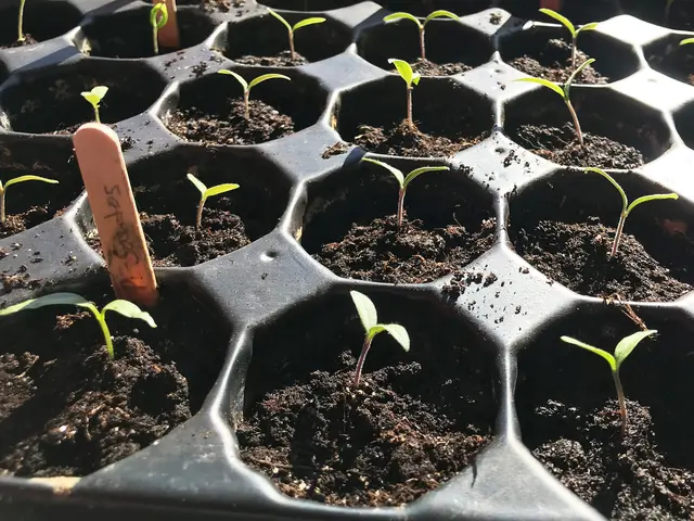 Zum Start der Gartensaison ist auch die Saatgutbörse wieder geöffnet.  | Foto: Anne Rosenthal