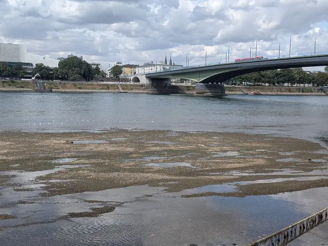 Der Rheinpegel in diesem Sommer hat unter anderem die Schiffahrt massiv eingeschränkt.  | Foto: fes