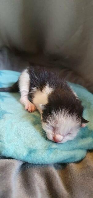 Eines der Katzenbabys. | Foto: Tierschutz Siebengebirge / Jessica Stoll