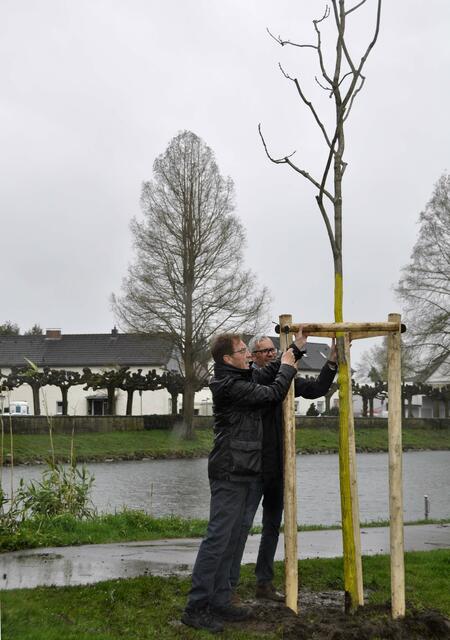 Letzte Hand legten Ulrich Hammer, Fachbereich Stadtgrün, und Dierk Hedwig, Pressesprecher der Sparkasse Leverkusen an den Dreibock für die Baumanbindung an. | Foto: Stadt Leverkusen