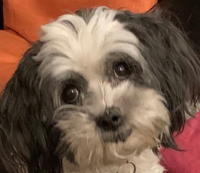 Pauli: Ilona Siefer bildet Ersthelfer beim DRK Rhein-Erft-Kreis aus und bringt seit fünf Jahren ihren ‚Pauli’ mit zur Arbeit. „Mittlerweile ist er seit 2017 fester Bestand und bleibt er mal Zuhause bei einem anderen Familienmitglied ist die Enttäuschung groß bei den Kursteilnehmern“, schreibt sie. Der große weiße Goldendoodle sei auch gern gesehener Begleiter bei der Ferienbetreuung oder bei Terminen im DRK-Seniorenheim.
  | Foto: Ilona Siefer