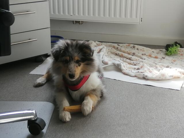 Pepper: Heidi Engels aus Bedburg-Kirchtroisdorf züchtet seit vielen Jahren Hunde der Rasse Collie Langhaar. „Immer wenn ich einen Welpen behalte, darf dieser lange Zeit mit in mein Büro. Da ich nur an drei Tagen in der Woche arbeite, ist es für alle, Kollegen wie Hund, keine Belastung. Natürlich muss auch auf die Kollegen Rücksicht genommen werden, die vielleicht nicht so verrückt sind wie ich, aber das klappt bei uns sehr gut“, schreibt sie uns. Aktuell ist Hündin ‚Pepper‘ als Bürohund tätig. „Alle Kollegen begrüßen sie morgens, die Kleine liegt dann bei mir am Schreibtisch und wenn es einem Kollegen mal nicht gut geht, ist sie eine tolle Seelentrösterin. Einen meiner Chefs erkennt sie schon am Gang und wartet freudig auf seine Begrüßung, obwohl er gegen Hunde allergisch ist!! Danach wäscht er sich seine Hände und alles ist bestens“, schreibt uns die Züchterin.  | Foto: Heidi Engels