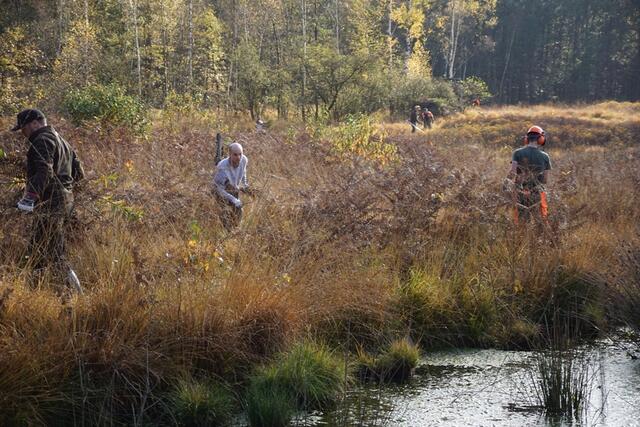 Auf dem Bild sieht man, wie die Mitglieder des Hegerings mit der Unterstützung des neuen Jungjägerkurses die konkurrierenden Arten entfernen und den Abschnitt aus der Fläche tragen. | Foto: Hegering