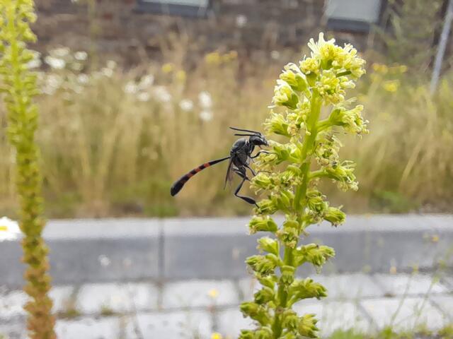 Eine Schmalbauchwespe sucht Nahrung auf einer Resede.  | Foto: Maria Pfeifer