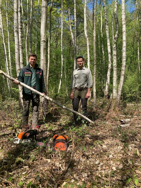 Die Forstämter unterstützen die Tradition des Maibaumsetzens und bieten auch in diesem Jahr wieder den Verkauf frisch geschlagener Birken an. | Foto: Wald und Holz NRW
