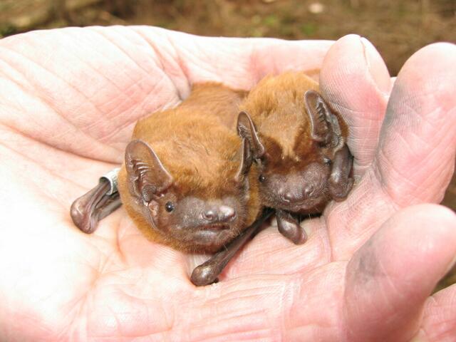 Die Fledermäuse sind recht klein.                   | Foto: (c) Biologische Station
