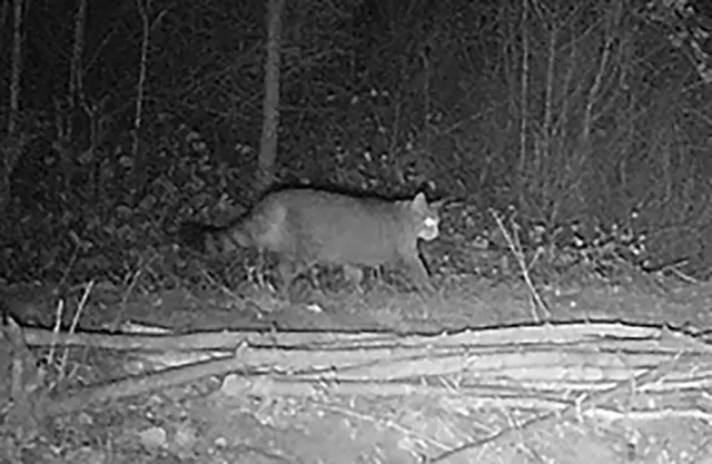 Auf einer Fläche am Tagebaurand südlich von Elsdorf lief eine Wildkatze den Naturschützern in die Kamerafalle.  | Foto: NABU Rhein-Erft