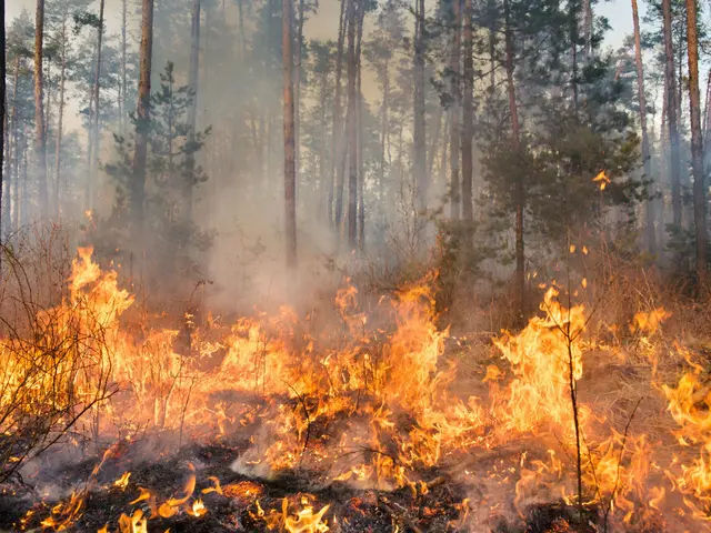 Die Gefahr von Waldbränden ist in den vergangenen Jahren gestiegen.  | Foto: SDW / Canva