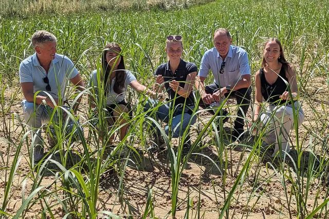Miscanthus-Pilotprojekt im Vorgebirge (von links):. Robert Dreesen, Linda Dreesen, Friederike tho Seeth, Wolfgang Paulus und Lena Sauer.  | Foto: fes