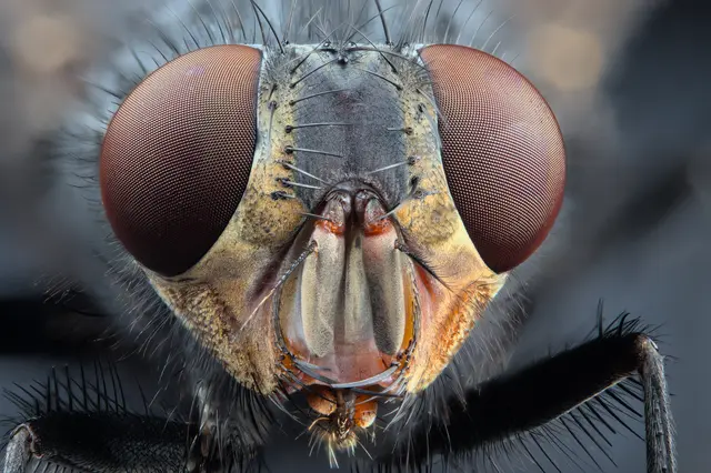 Stubenfliege 
im Portrait.  | Foto: Hauke Wintjen