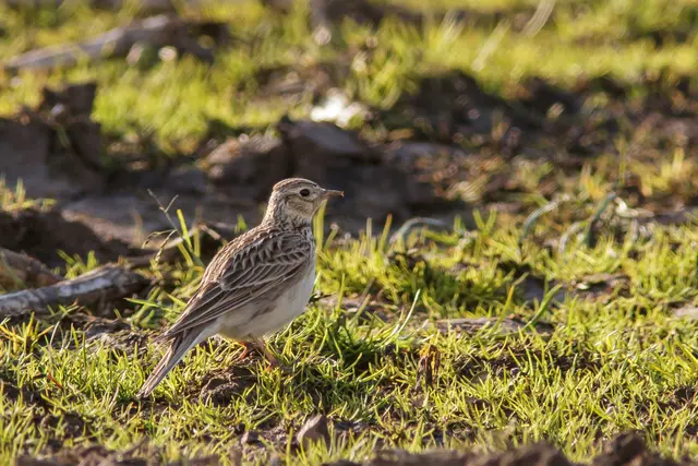 Die Feldlerche ist mittlerweile sehr selten im Oberbergischen.  | Foto: RJacobs