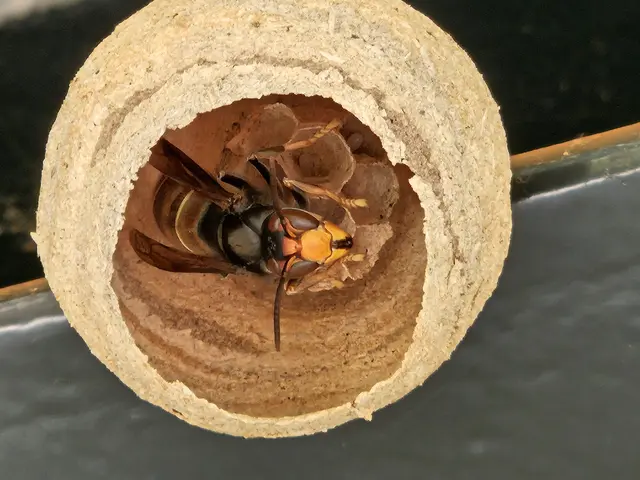 Ein  etwa  tennisballgroßes  Embryonalnest  der  Asiatischen  Hornisse, das vor wenigen Tagen in Kirchheim entdeckt wurde.  | Foto: privat / Kreis Euskirchen