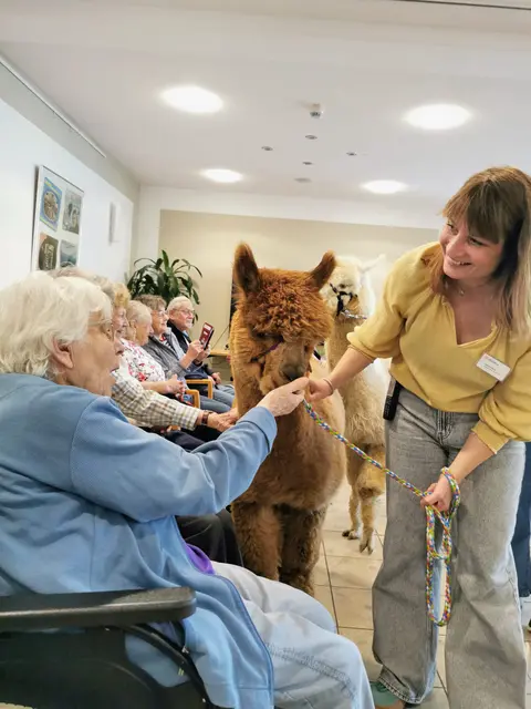 Begegnung mit besonderen Gästen: Zwei Alpakas besuchen die Bewohnerinnen und Bewohner des Cellitinnen‑Seniorenhauses St. Adelheidis‑Stift in Bonn‑Vilich und sorgen für Nähe und Abwechslung im Alltag.  | Foto: Privat