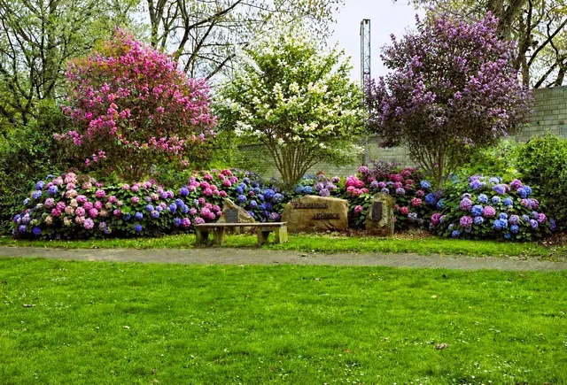 Eine Hortensienpflanzung soll künftig in Lechenich für mehr Stadtgrün und Aufenthaltsqualität sorgen.Für die Pflege setzt der Gartenbauverein auf die Hilfe der Bürger. | Foto: GBV Lechenich