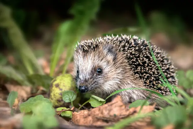 In August und September beginnen die Igel sich Reserven für den Winter anzufressen.  | Foto: Stock/Adobe.com/Maren Winter