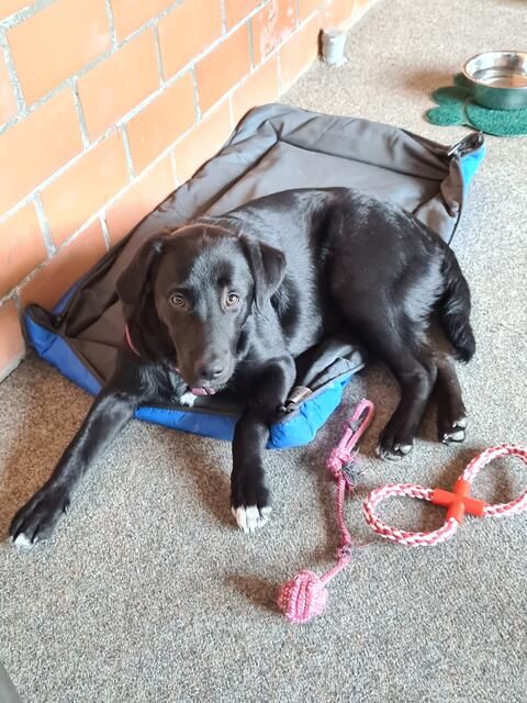 Milou: „Unsere ‚Milou‘ nehme ich nun seit knapp 1,5 Jahren mit zur Arbeit. Seit dem sie 10 Wochen alt war kommt sie regelmäßig mit und bereichert meinen Arbeitsalltag. Sie kennt es nur so und liebt es im Büro zu sein. Hinter dem Büro ist eine Wiese auf der sie laufen kann und meine Kollegen spielen dort gerne mit ihr. Auch auf meine Kollegen wirkt Milou an stressigen Arbeitstagen etwas beruhigend. Mittags gehe ich dann eine Runde mit ihr im Feld spazieren. Das ist nicht nur für den Hund gut, sondern auch für mich mal vom Bürostuhl runter zu kommen. Also auch hier ein großer Vorteil. Milou gehört zum Team und wir beide mögen es sehr“, schreibt uns Annika Nitsche. | Foto: Annika Nitsche