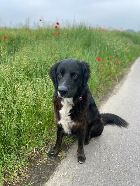 Ella und Greca: ..., dann spielt sie am liebsten mit ‚Greca‘ (unten) dem zweiten Hund im Büro meines Vaters“, schreibt uns Wochenende-Tagespraktikantin Carlotta Halmai aus Hürth. | Foto: PIE five