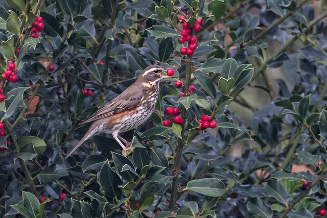 Ein seltener Gast in Leverkusen - die hübsche Rotdrossel. Auf ihrem Weg in den Süden genießt sie die roten Beeren des Baum des Jahres 2021, der Stechpalme (Ilex) als willkommene Herbst-Nahrung.“ | Foto: Hans-Martin Kochanek