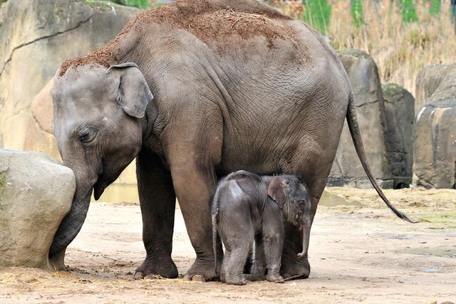 Zehn Liter Milch am Tag trinkt Elefantenbaby "Moma" bei seiner Mutter. | Foto: Rolf Schlosser