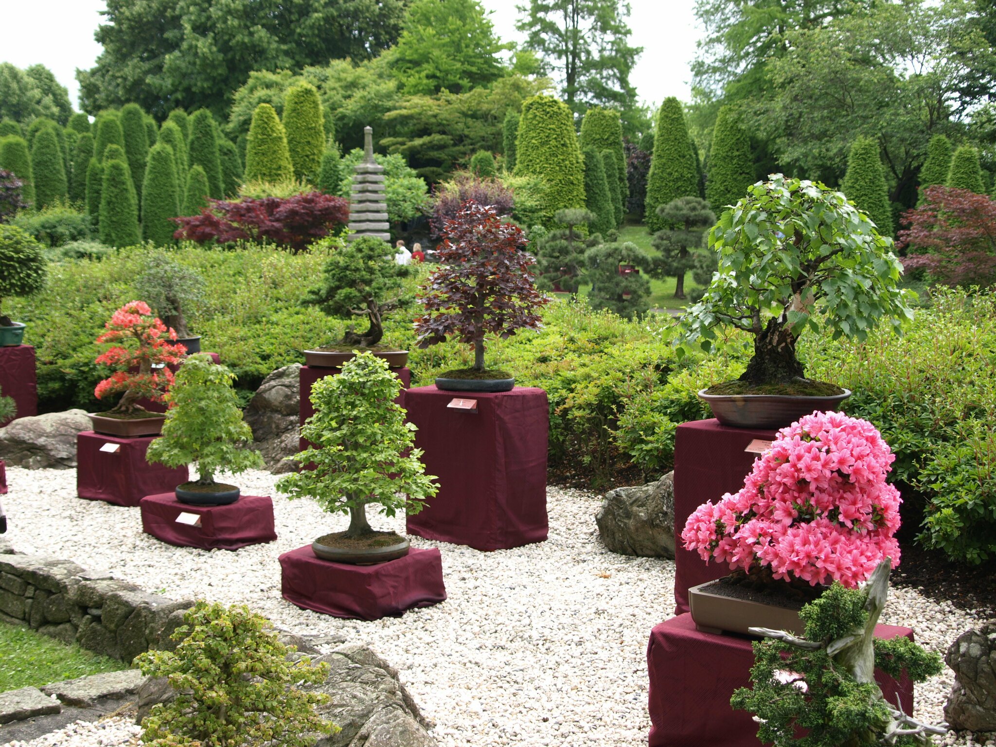 Bonsai-Ausstellung: 90 Bume im Japanischen Garten zu sehen - Bonn  Innenstadt