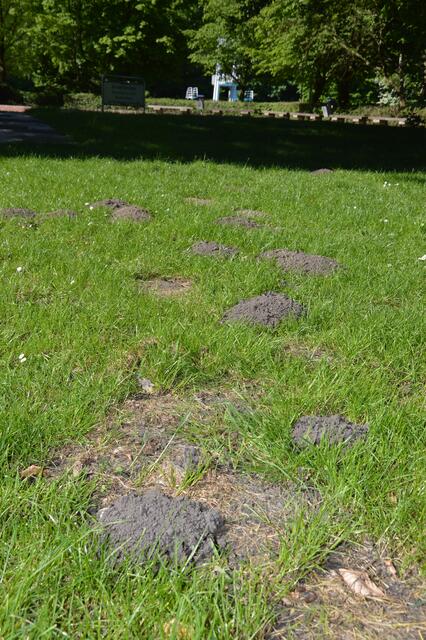 Der Maulwurf hat die vergangenen Monate genutzt und die Liegewiesen im Freibad ordentlich umgegraben. | Foto: Lars Kindermann
