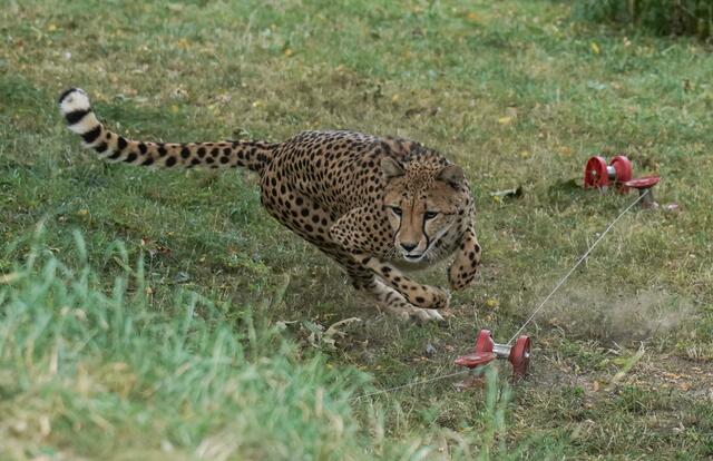 Die neue Sprint-Vorrichtung, der sogenannte Cheetah-Run, in Aktion. | Foto: Werner Scheurer